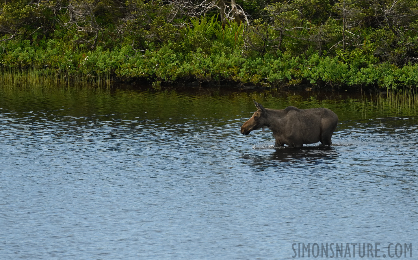 Alces alces americana [400 mm, 1/2000 sec at f / 7.1, ISO 1600]